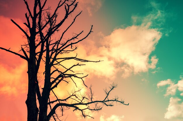 Sagoma di albero senza foglie contro il cielo al tramonto