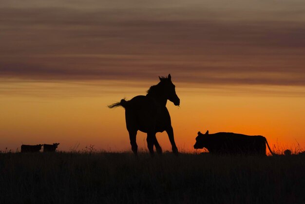 Sagoma di cavallo al tramonto nella campagna La Pampa Argentina