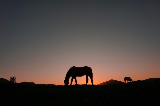 sagoma di cavallo in campagna e bellissimo sfondo del tramonto