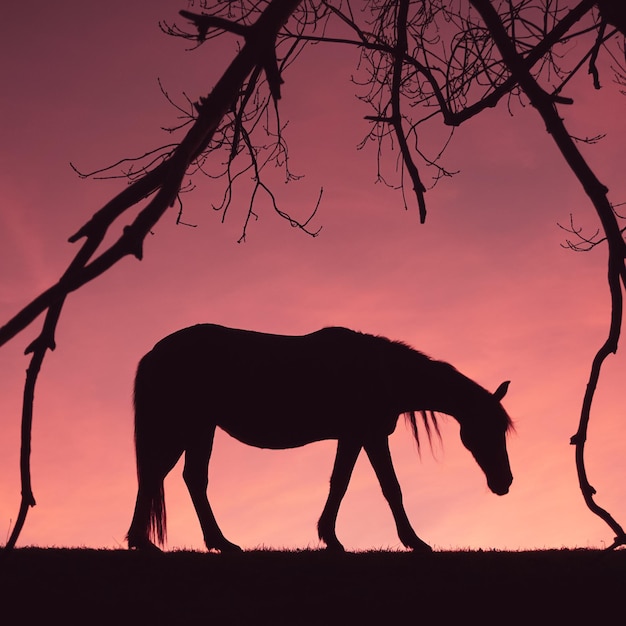 sagoma di cavallo in campagna e sfondo del tramonto in estate