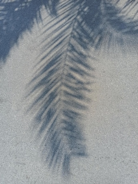 Sagoma di foglia di palma a terra in una giornata di sole