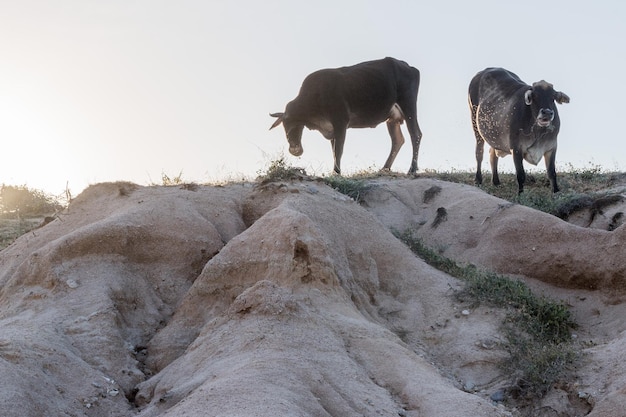 Sagoma di mucca sulle rocce