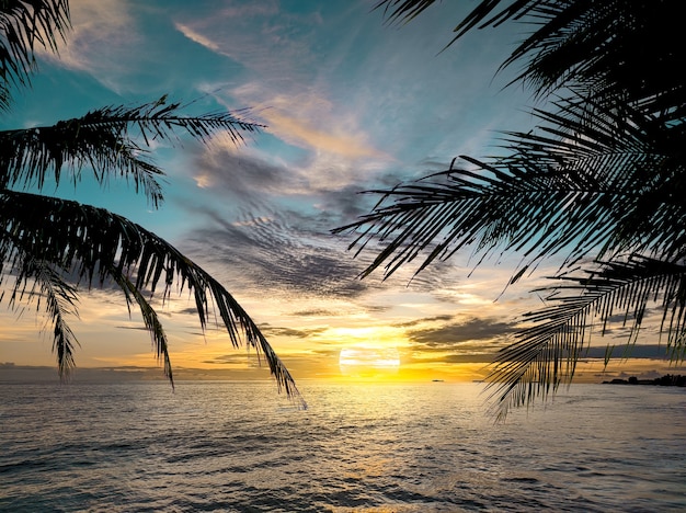 Sagoma di palma in spiaggia al tramonto
