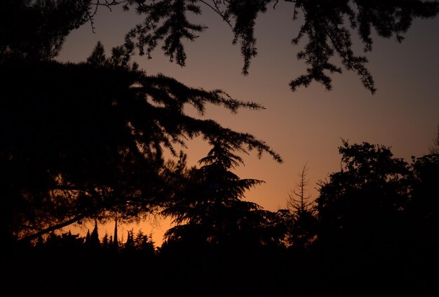 sagoma di un albero su sfondo tramonto