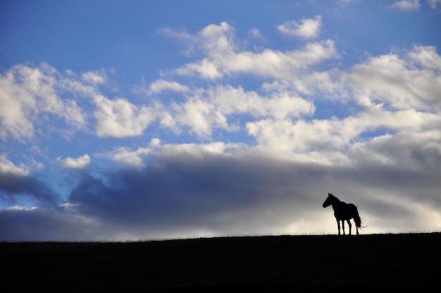 sagoma di un cavallo