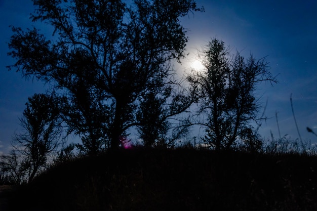 Sagome degli alberi contro il cielo notturno Paesaggio spettrale