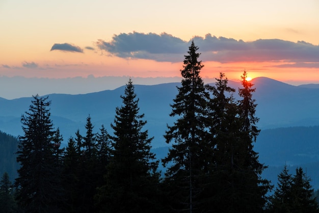 Sagome di abeti nella valle montuosa dei Monti Rodopi sullo sfondo di un cielo al tramonto