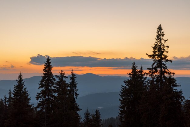 Sagome di abeti nella valle montuosa dei Monti Rodopi sullo sfondo di un cielo al tramonto