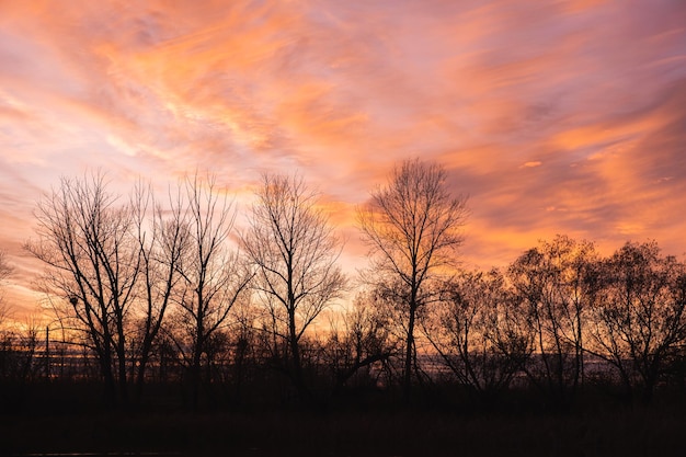 Sagome di alberi autunnali sullo sfondo di nuvole al tramonto serali dai colori vivaci.