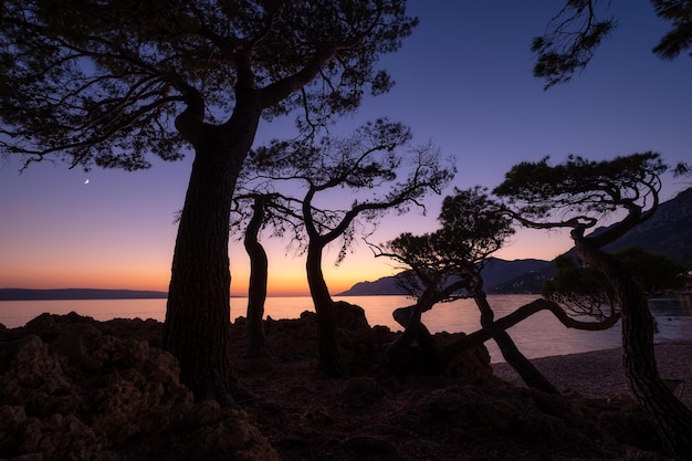 Sagome di alberi in riva al mare sullo sfondo del tramonto Paesaggio marino durante il tramonto Un luogo di riposo e relax Paesaggio in estate Mar Mediterraneo