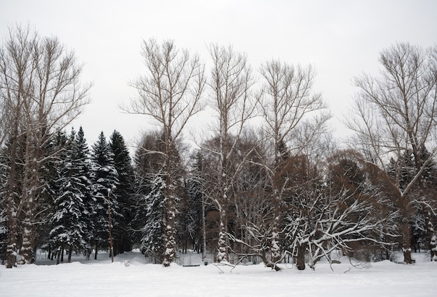 Sagome di alberi spogli e innevati