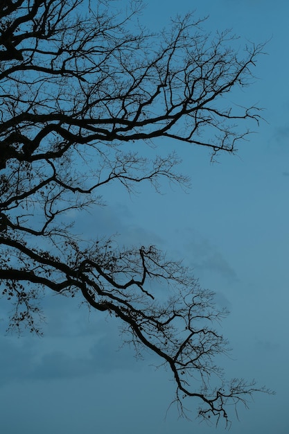 Sagome di alberi spogli neri