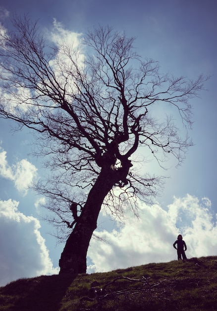 Sagome di bambini felici sotto l&#39;albero sul prato