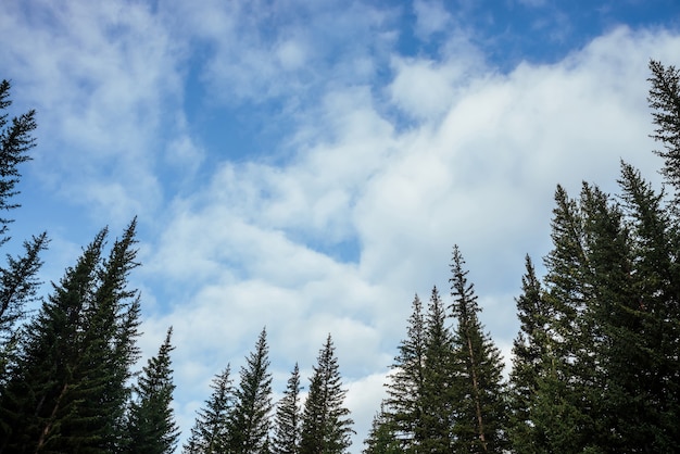 Sagome di cime di abete, nuvole. Atmosferico paesaggio forestale minimo. Cime di conifere verdi contro il cielo blu nuvoloso. Paesaggio misterioso boscoso.