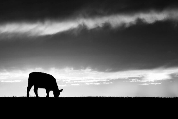 Sagome di mucca nel campo al tramonto La Pampa PatagoniaArgentina