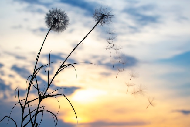 Sagome di semi di dente di leone volanti sullo sfondo del cielo al tramonto. Natura e botanica dei fiori