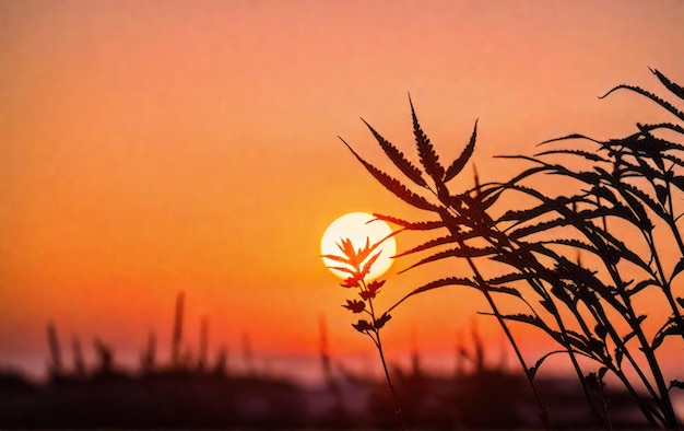 Sagome nere di piante sullo sfondo di un tramonto serale