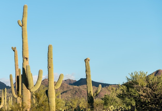 Saguaro crestato nel Parco Nazionale di West Tucson