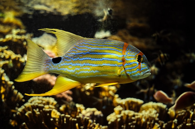 Sailfin snapper symphorichthys spilurus bluelined orata pesce sott'acqua in mare