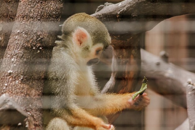 Saimiri sciureus in una gabbia è una piccola scimmia trovata in Sud America.