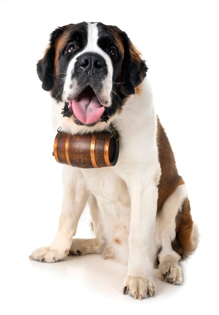 Saint Bernard in studio