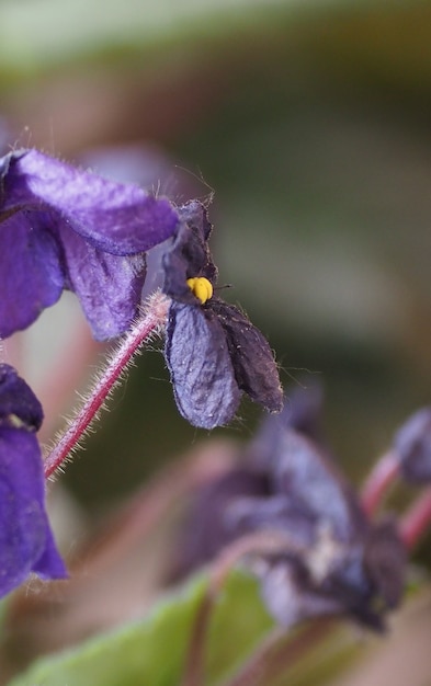 Saintpaulia aka viola africano (nome scientifico Streptocarpus Saintpaulia) pianta fiore viola