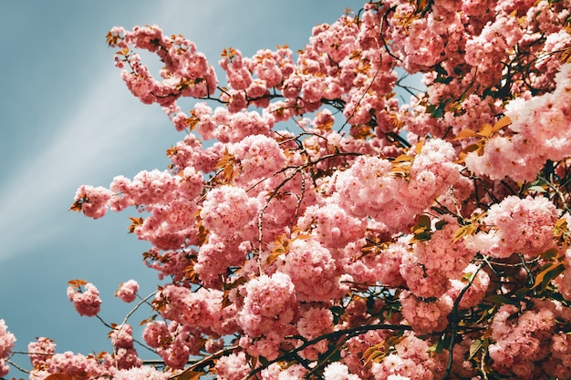 Sakura alberi e fiori