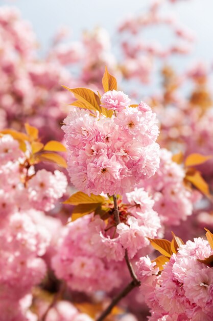 Sakura alberi e fiori