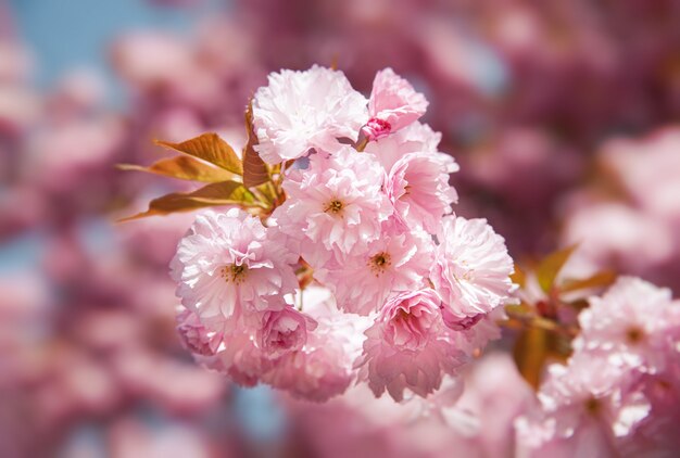 Sakura alberi e fiori