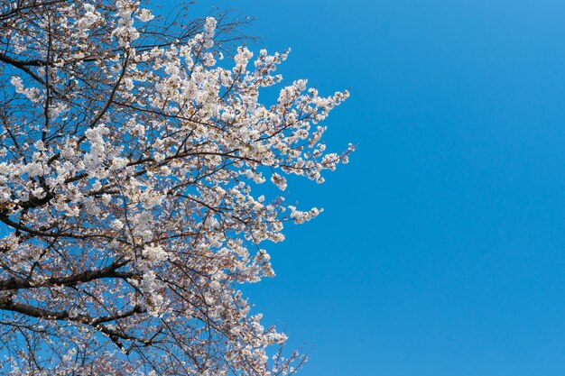 Sakura bianco, fiore di ciliegio primaverile con cielo