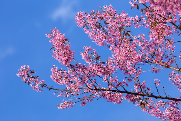 Sakura blossom che sboccia nel giardino.