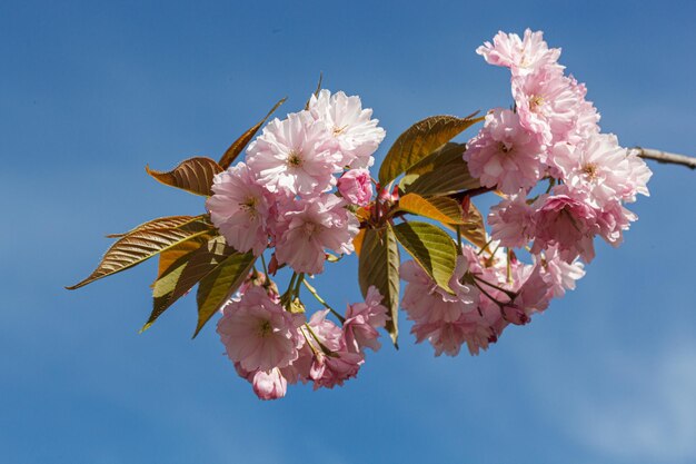 Sakura blossom sakura si ramifica contro il primo piano del cielo blu