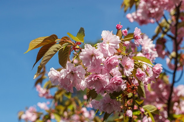 Sakura blossom sakura si ramifica contro il primo piano del cielo blu