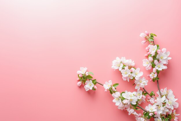 Sakura che fiorisce, fiori della molla sul rosa