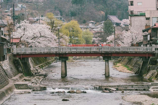 Sakura ciliegi in fiore lungo entrambi i lati del fiume Miyagawa nella stagione primaverile