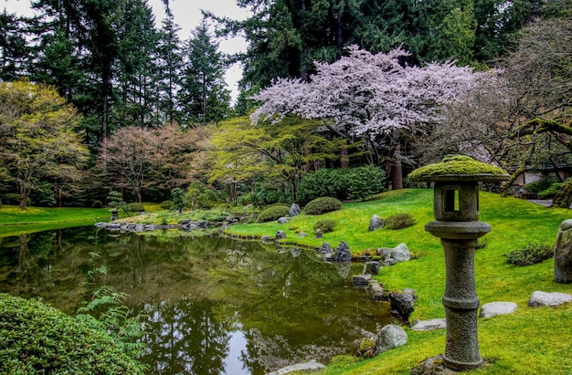 Sakura del giardino primaverile