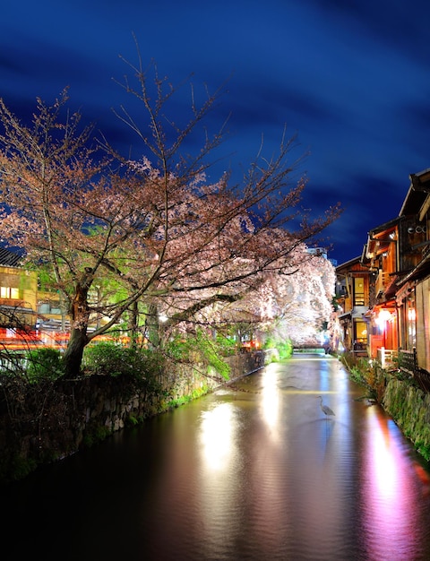 Sakura e casa tradizionale a kyoto