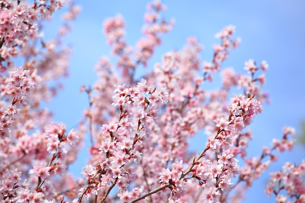 Sakura e cielo blu