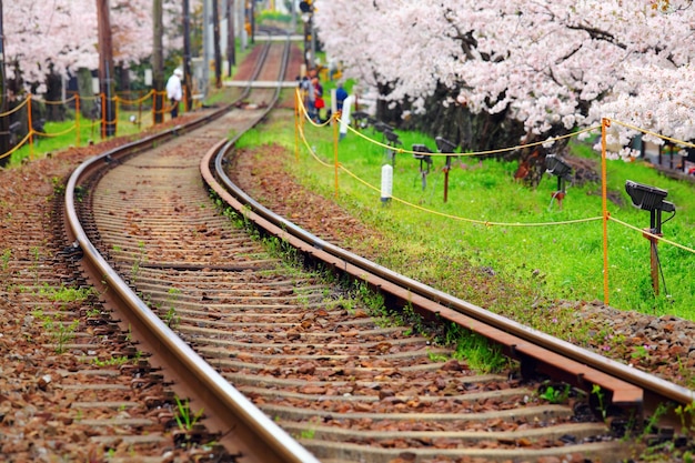 Sakura e ferrovia