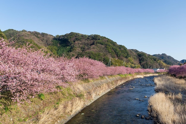 Sakura e fiume in Giappone