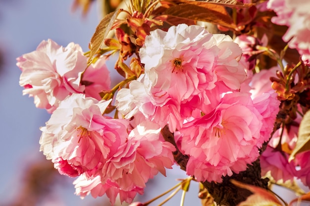 Sakura è sbocciata all'inizio della primavera da vicino