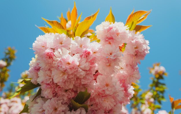 Sakura festival yoshino fiori di ciliegio fiori primaverili pattern