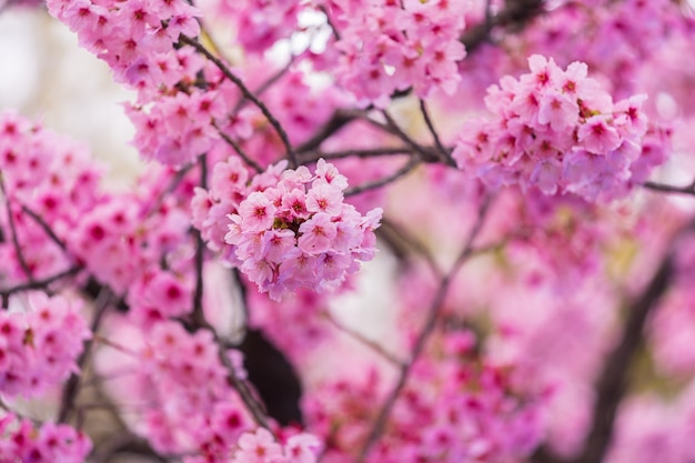 Sakura, fiore di Cherry Blossom nella stagione primaverile