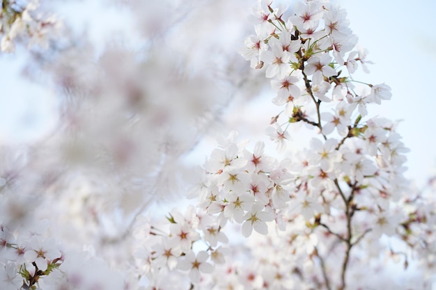 SAKURA Fiore di ciliegio in primavera Giappone