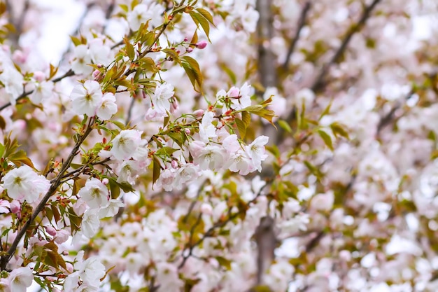 Sakura Fiore di ciliegio Meravigliosi alberi in fiore nel parco primaverile Fiori rosa Scheda striscione sfondo floreale Fotografia naturalistica