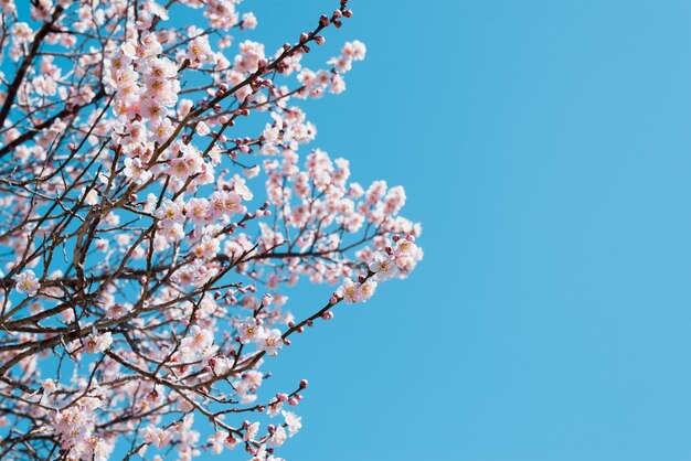 Sakura, fiore di ciliegio rosa in Giappone nella stagione primaverile.