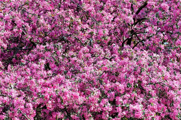 Sakura fiori che sbocciano in primavera. Ciliegio in fiore rosa in giornata di sole. Natura, bellezza, ambiente. Concetto di stagione di fioritura di Sakura. Rinnovamento, rinascita, risveglio di nuova vita.