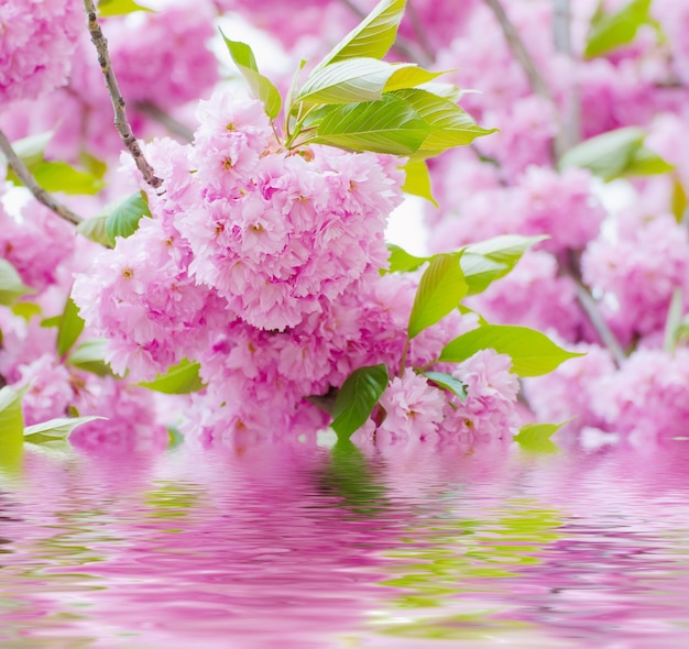 Sakura fiori che sbocciano