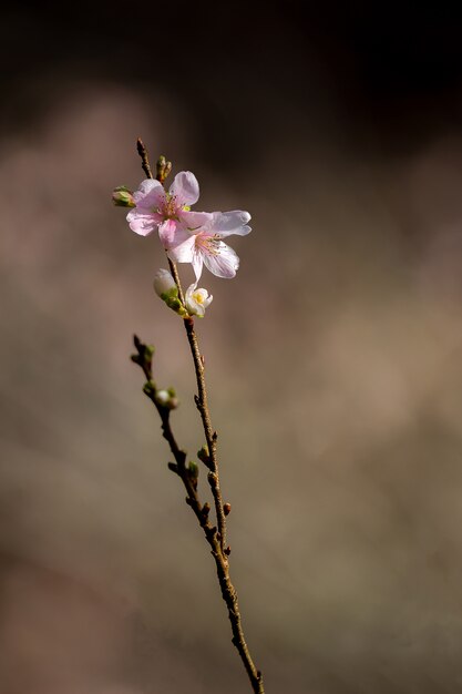 Sakura Fiori di ciliegio