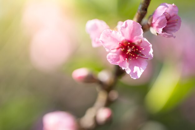 Sakura fiori sbocciano i fiori sbocciano in Chiang Mai, Thailandia,